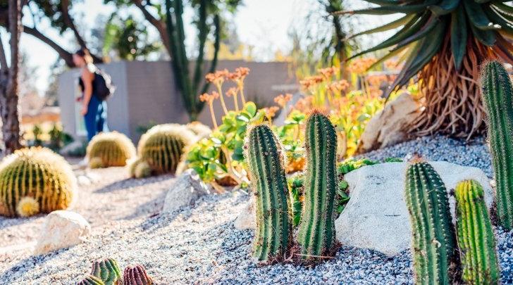 Cactus & Natural Plants on campus